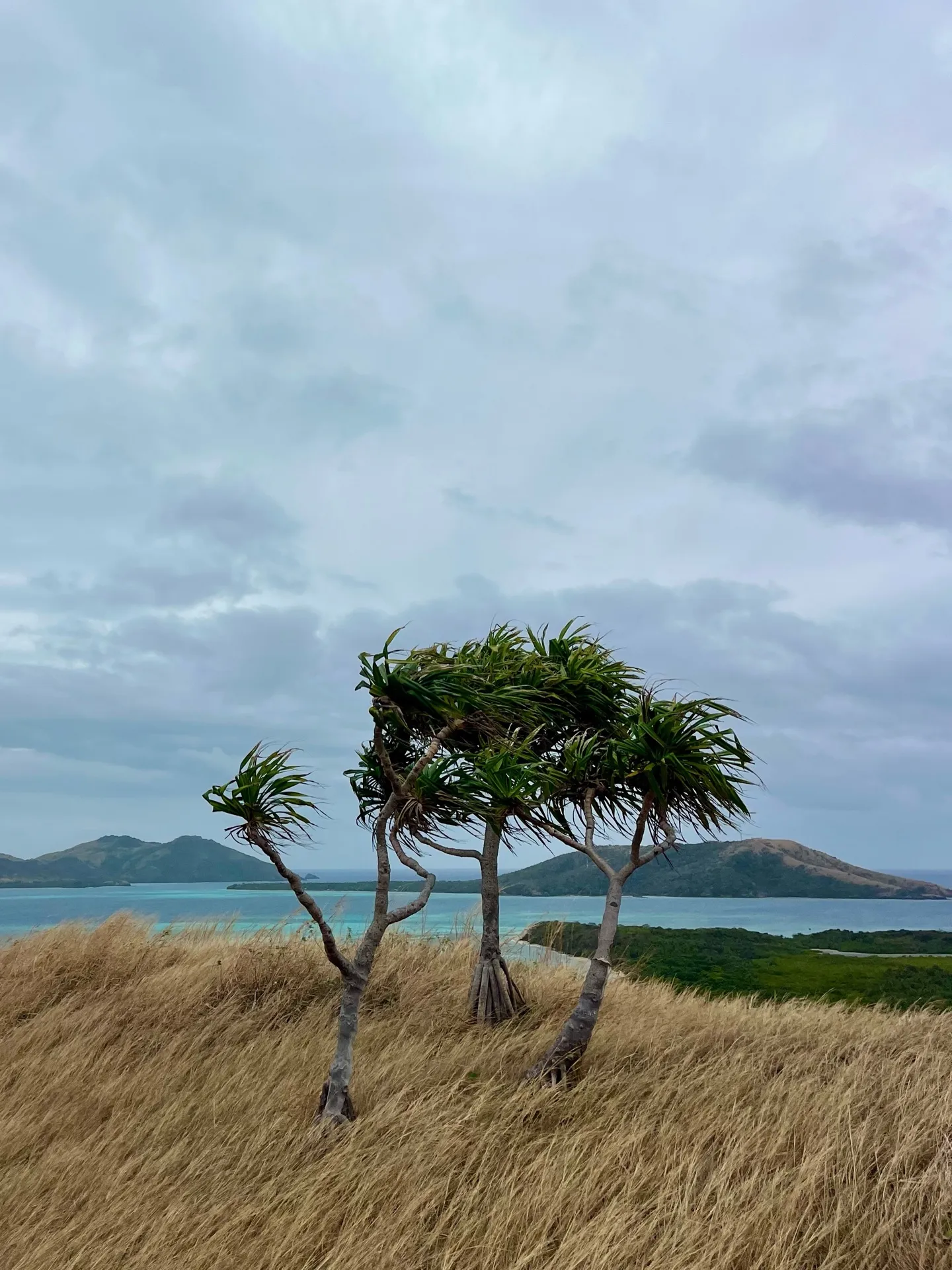 Windswept trees on a ridge hike. Windswept trees on a ridge hike.