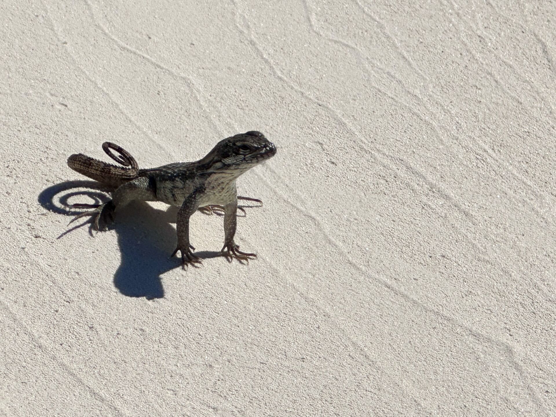 Just us and our new friend at Shroud Cay.