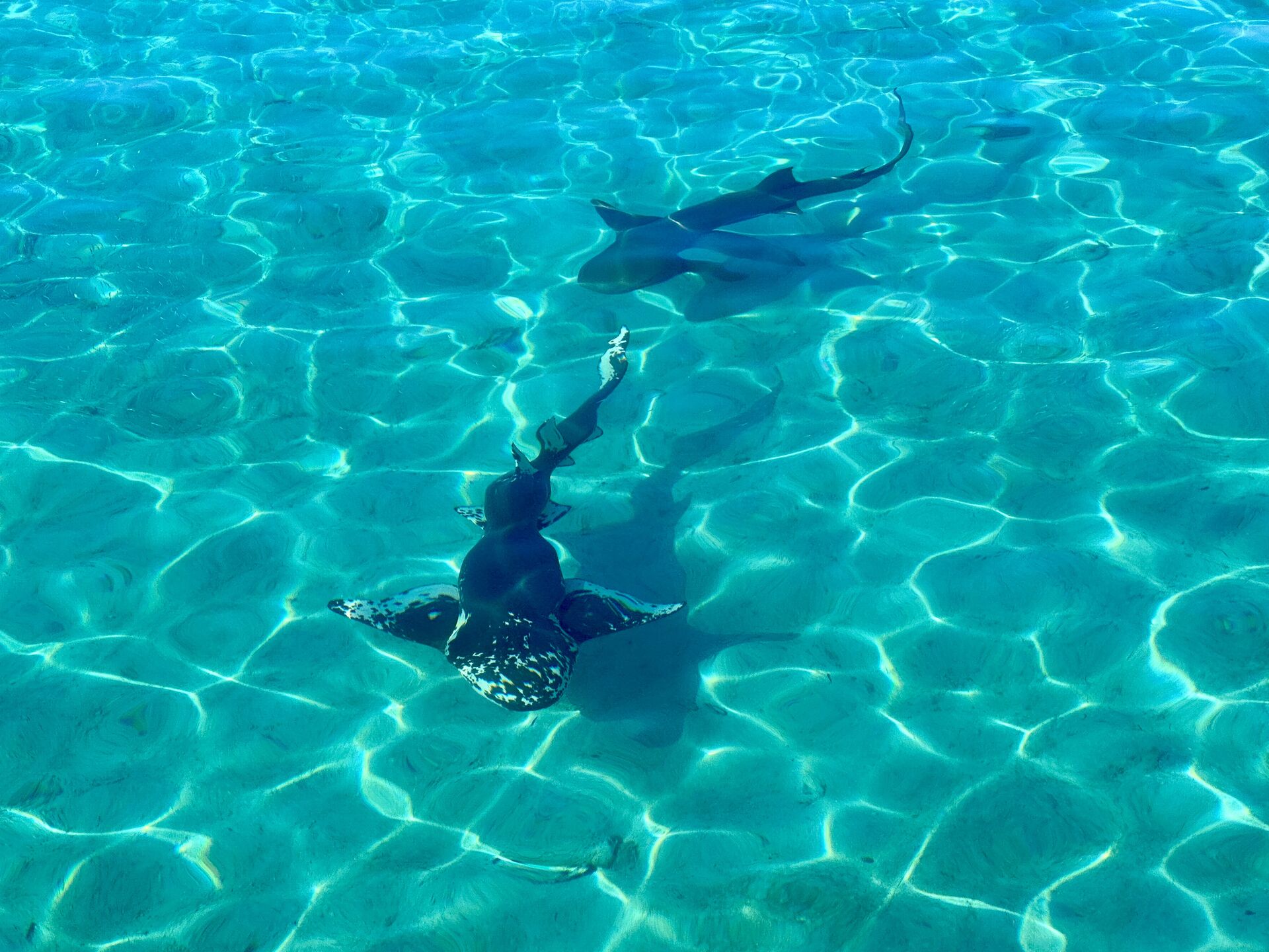 Friendly nurse sharks, or so they seem.