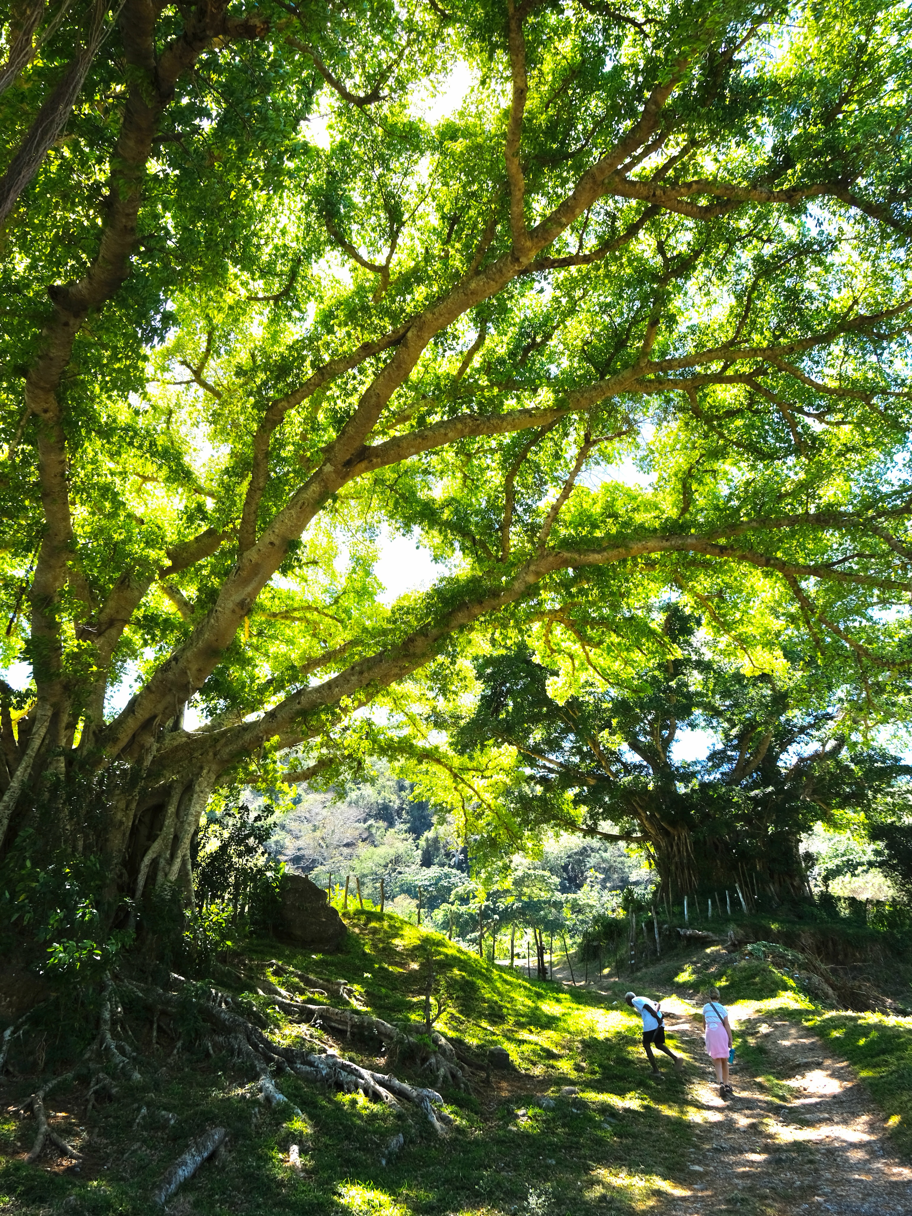 On the island of Erromango in Vanuatu, David and Rodha took great care of us. They served lunch and a tour of their w...
