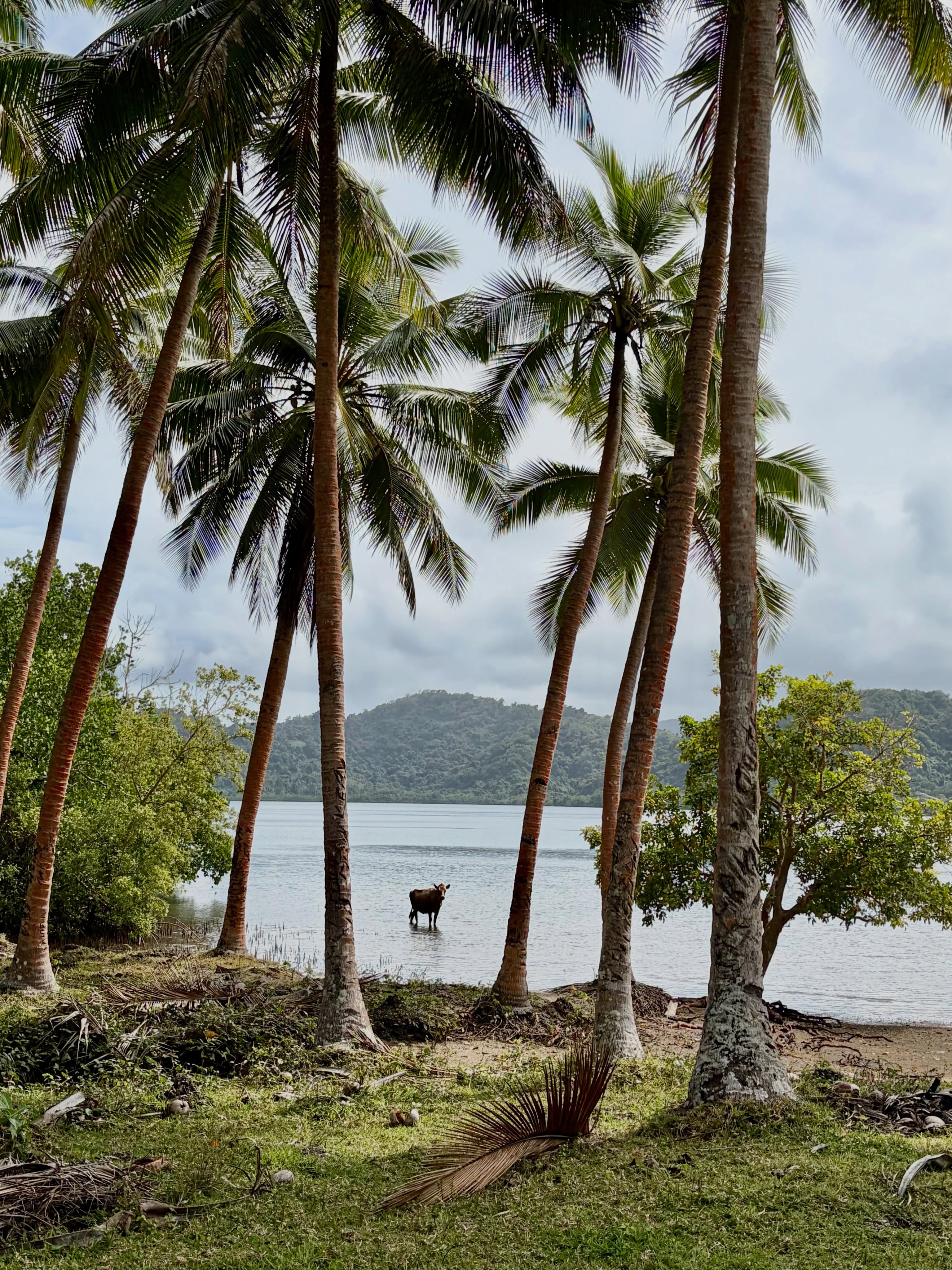 Remote Port Sandwich, Lamap - where cows appear to walk on water. It was also where Captain Cook arrived in 1774 on h...
