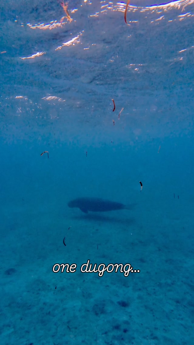 A magical experience in the Maskelyne Islands: we’re swimming back from the reef, when this family of dugongs comes t...