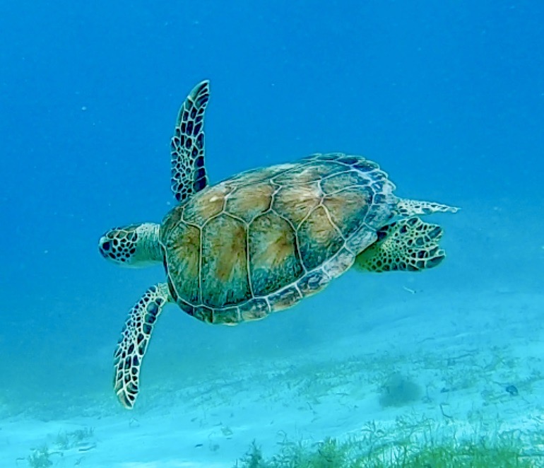 Photogenic green turtle in Culebrita anchorage.